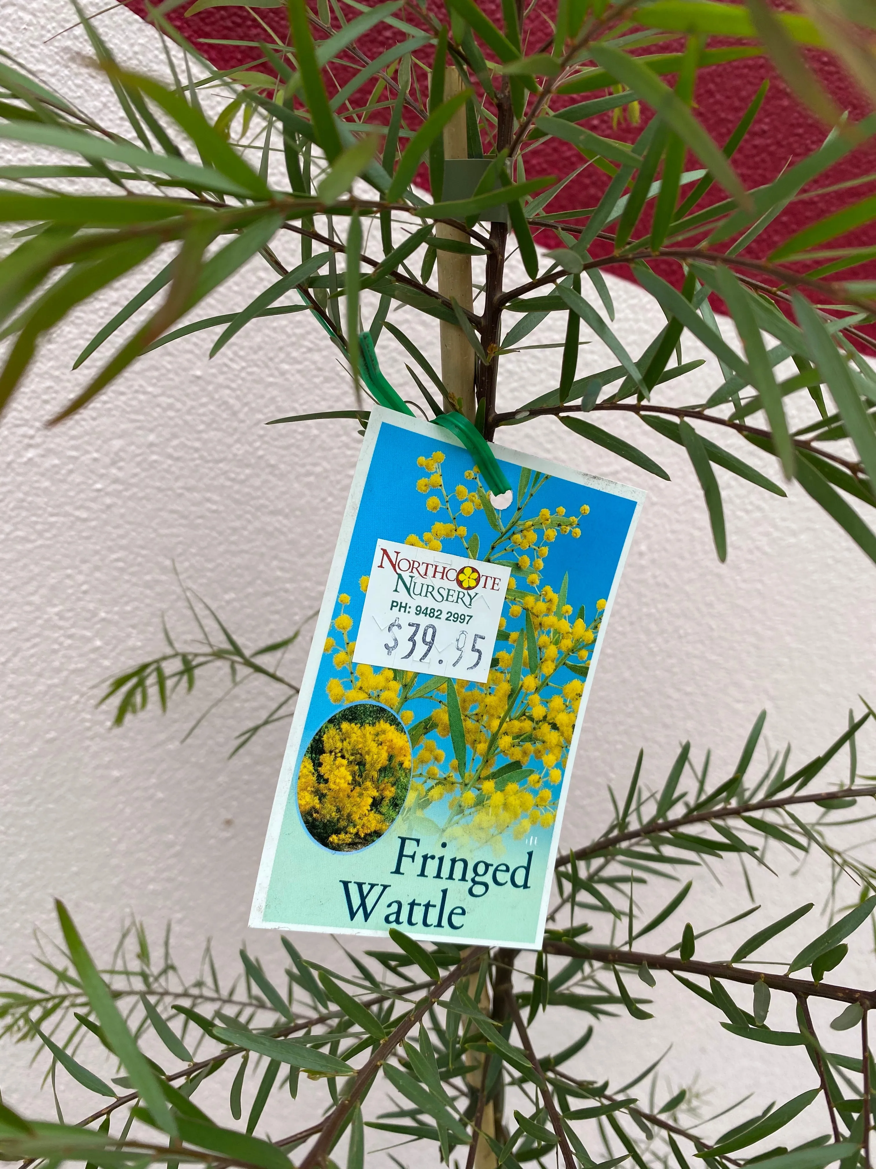 Acacia fimbriata