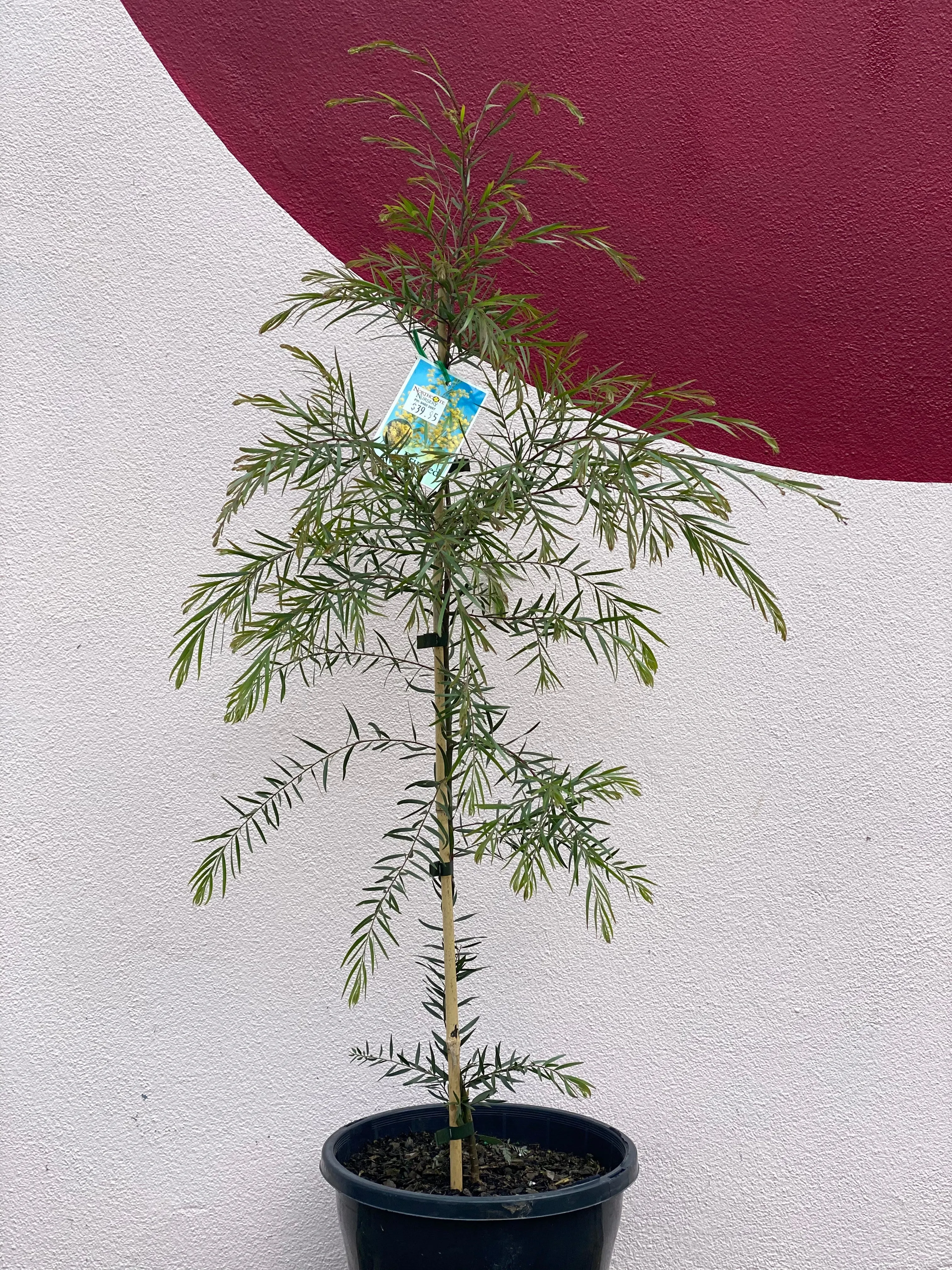 Acacia fimbriata