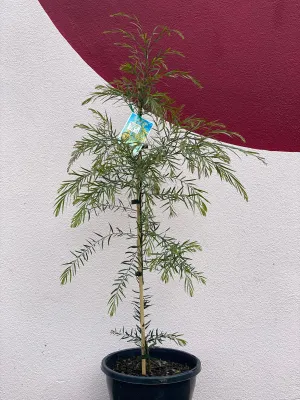 Acacia fimbriata