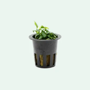 Anubias Chili