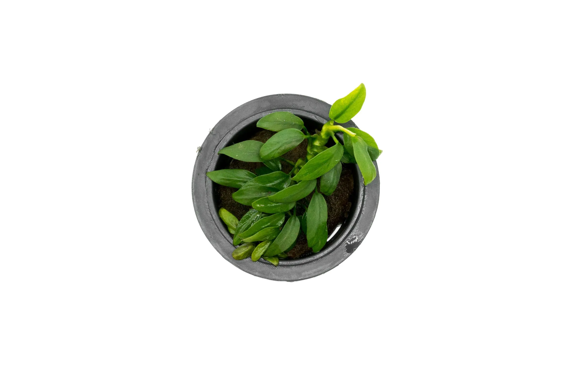 Anubias Chili