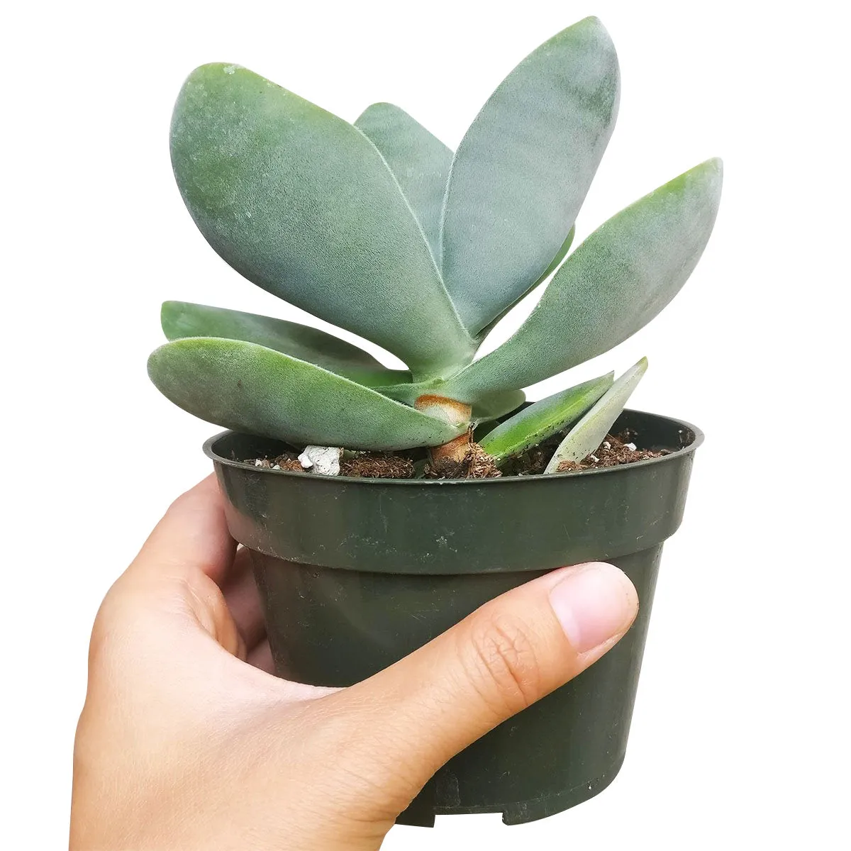 Crassula Cotyledonis