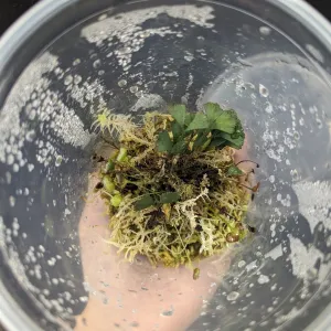 Elaphoglossum peltatum rio blanco (1)