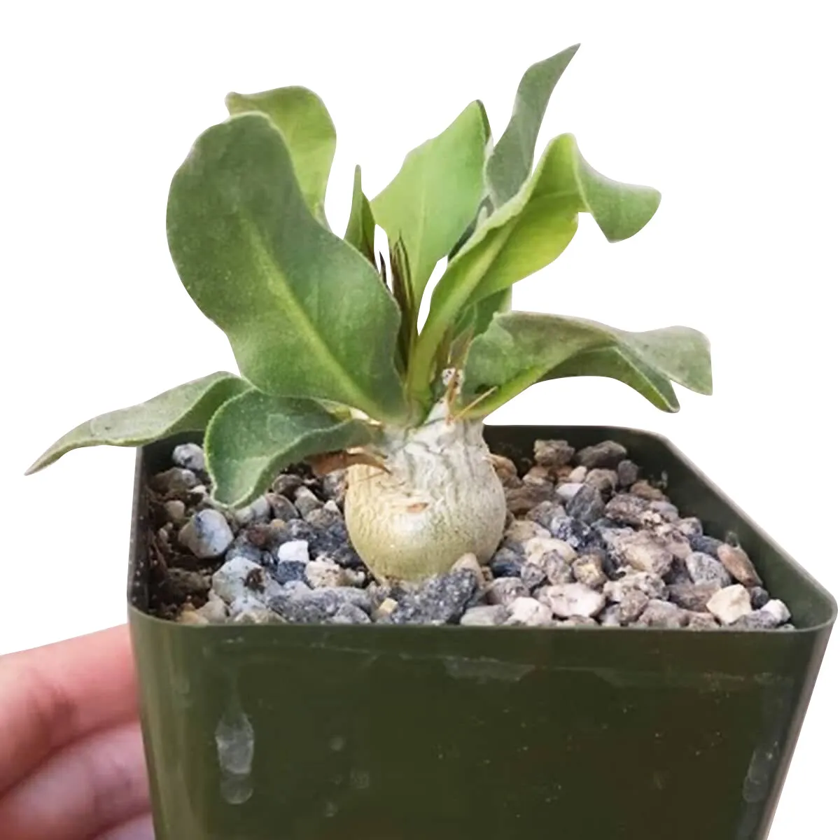 Elephant's Trunk Pachypodium Namaquanum