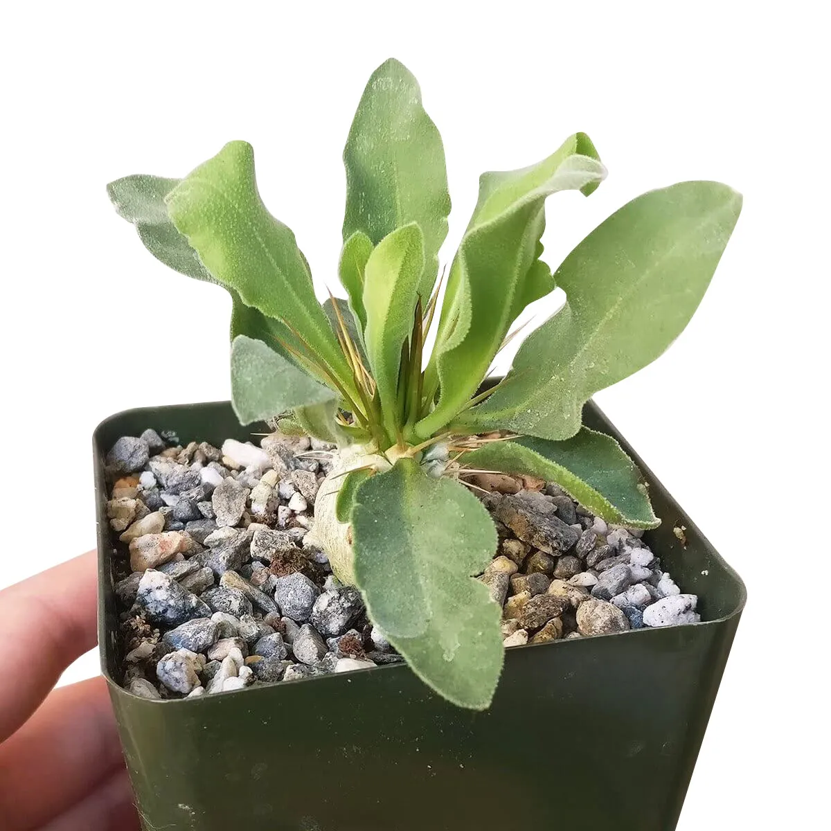Elephant's Trunk Pachypodium Namaquanum