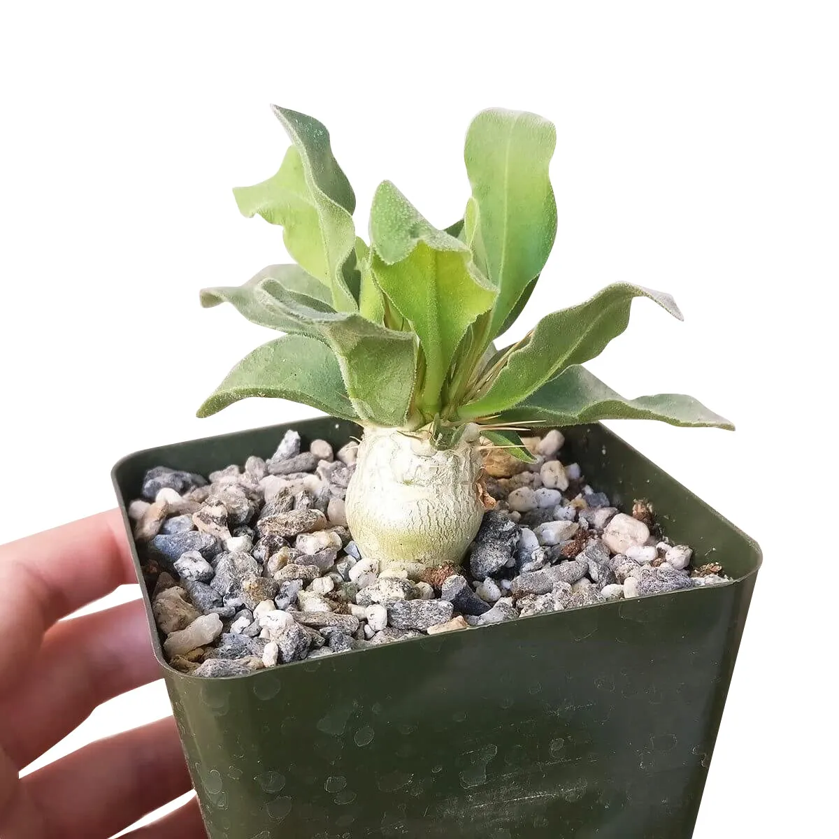 Elephant's Trunk Pachypodium Namaquanum