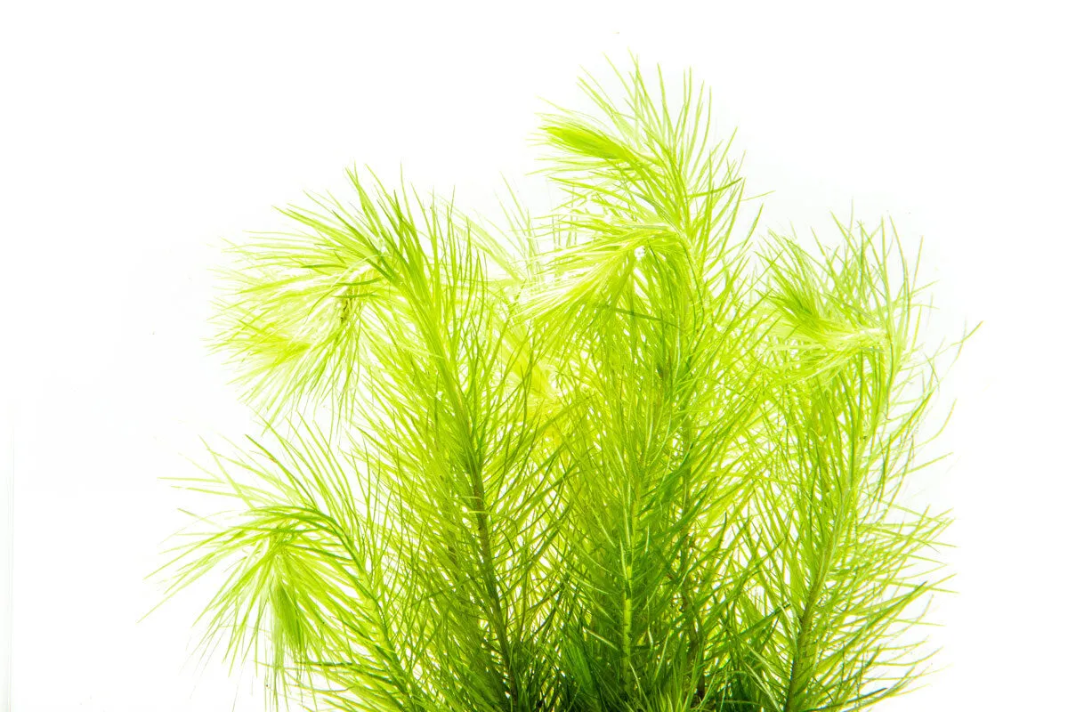 Eriocaulon Setaceum