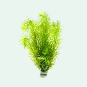 Eriocaulon Setaceum