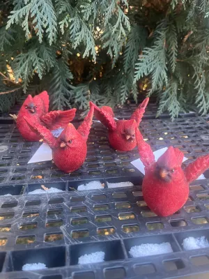 Flying Cardinal