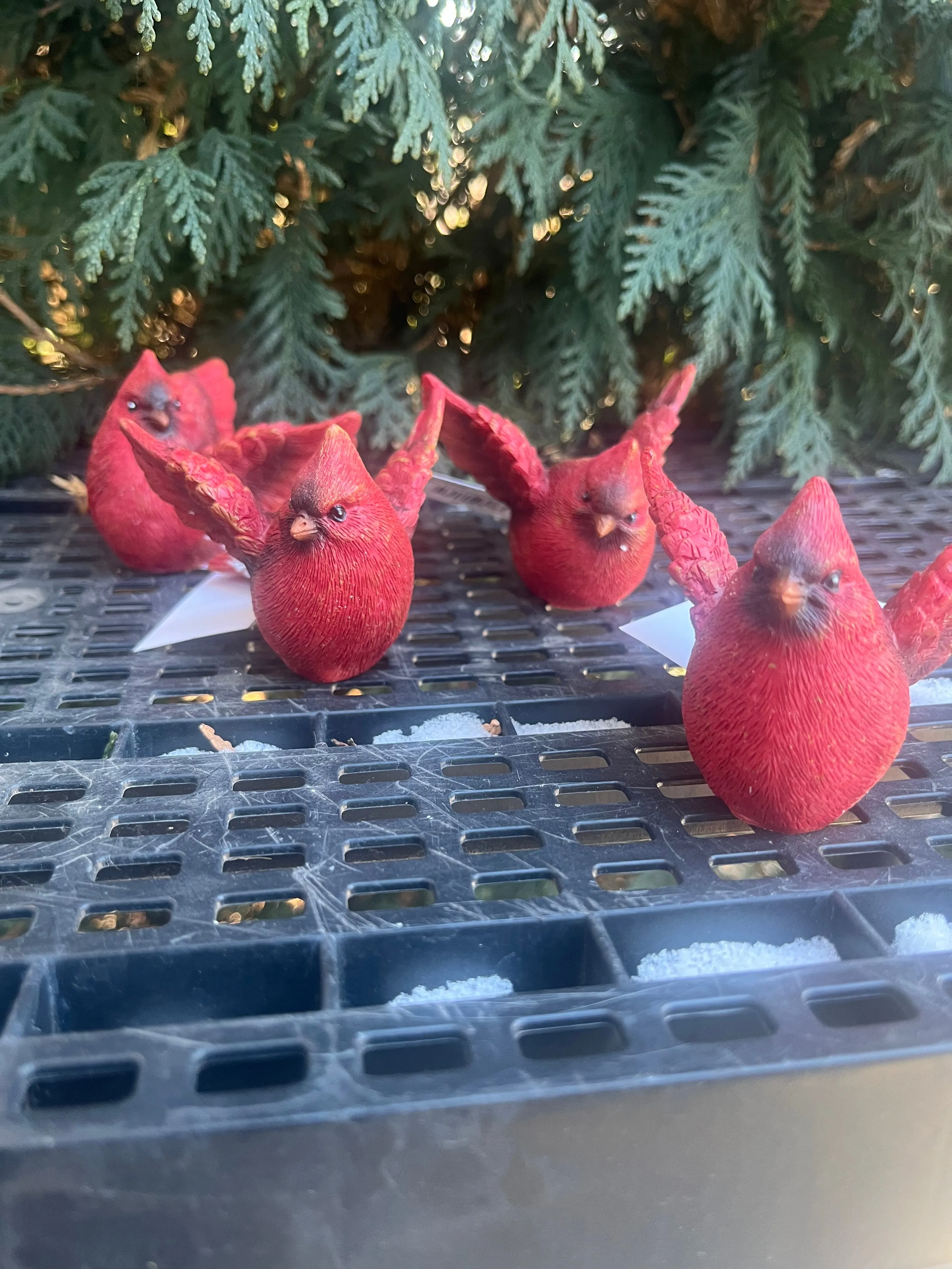 Flying Cardinal