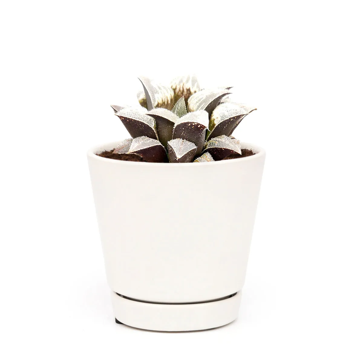 Haworthia emelyae var. Major