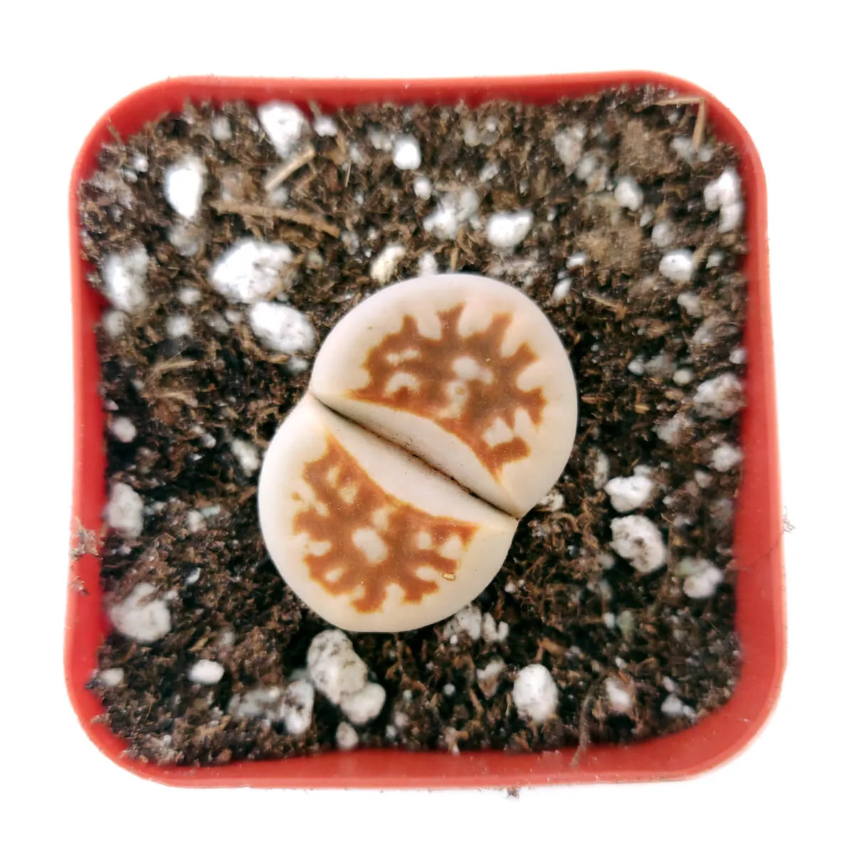 Lithops Living Stones Live Cactus
