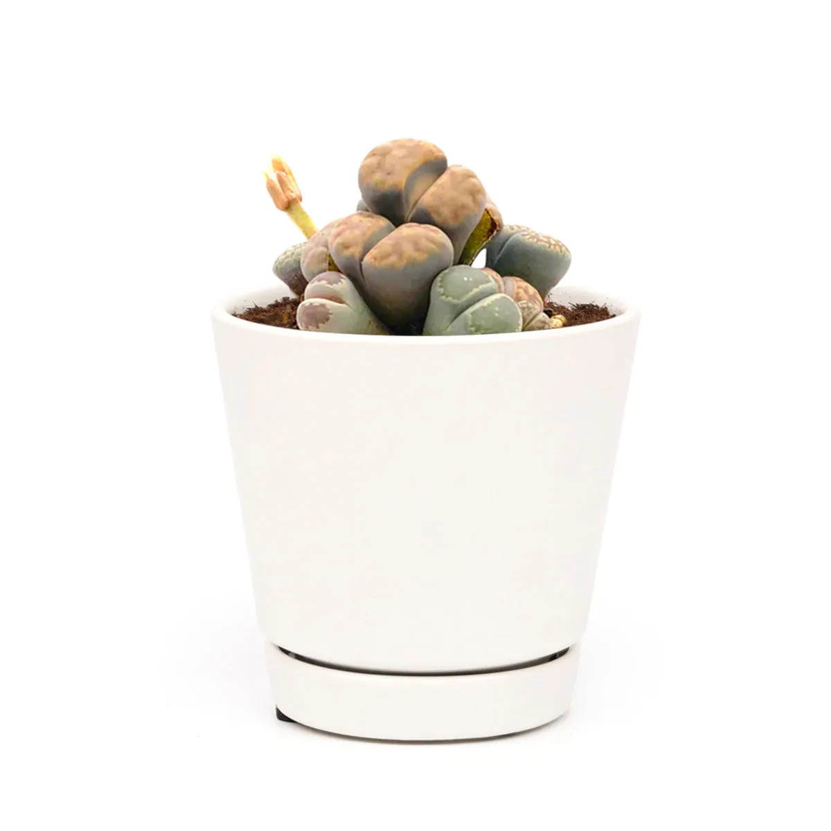 Lithops Living Stones Live Cactus