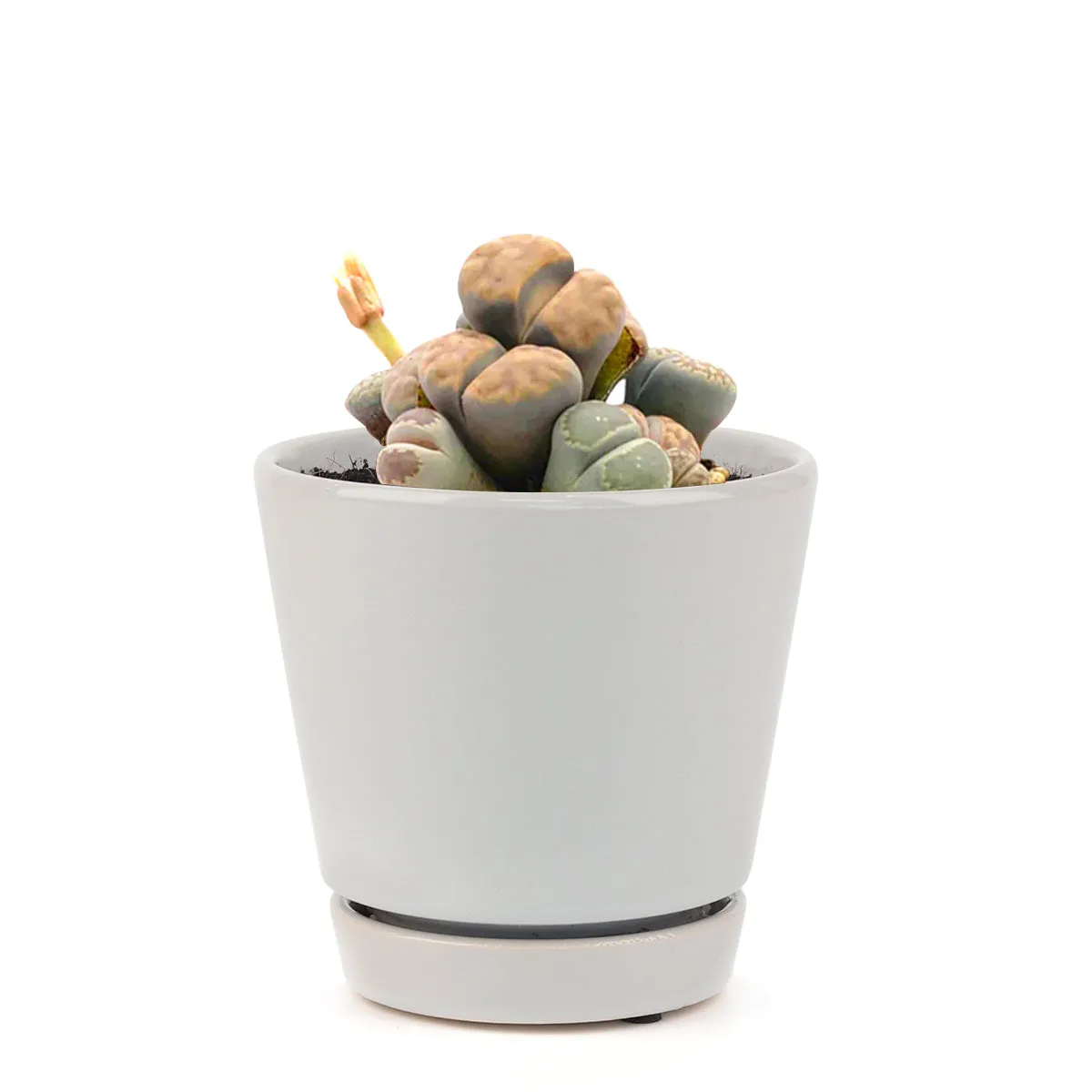 Lithops Living Stones Live Cactus