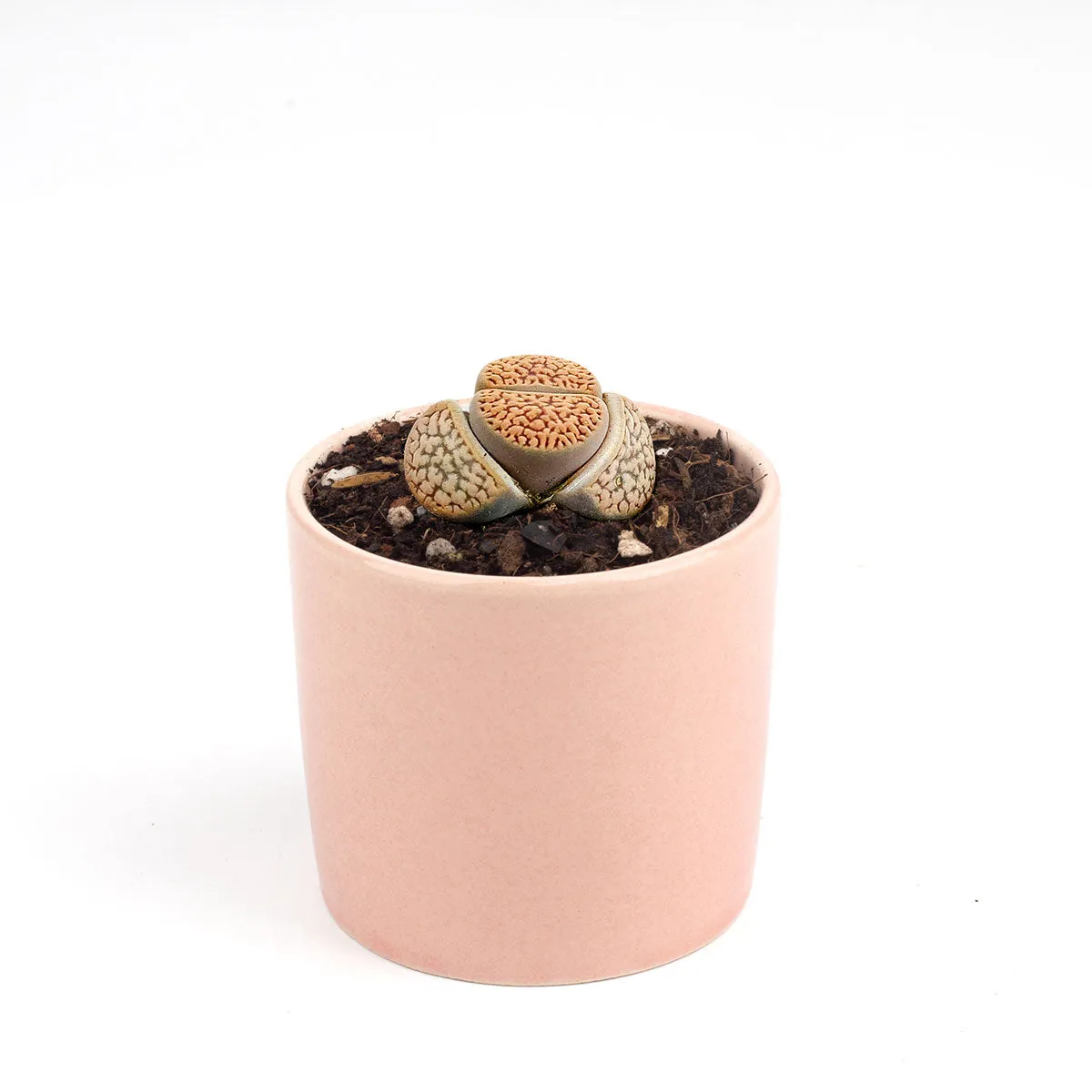 Lithops Living Stones Live Cactus