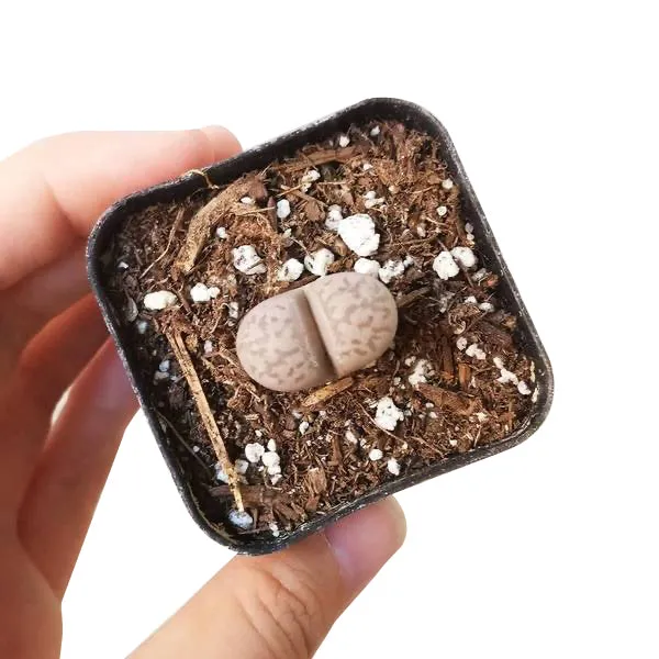 Lithops Living Stones Live Cactus