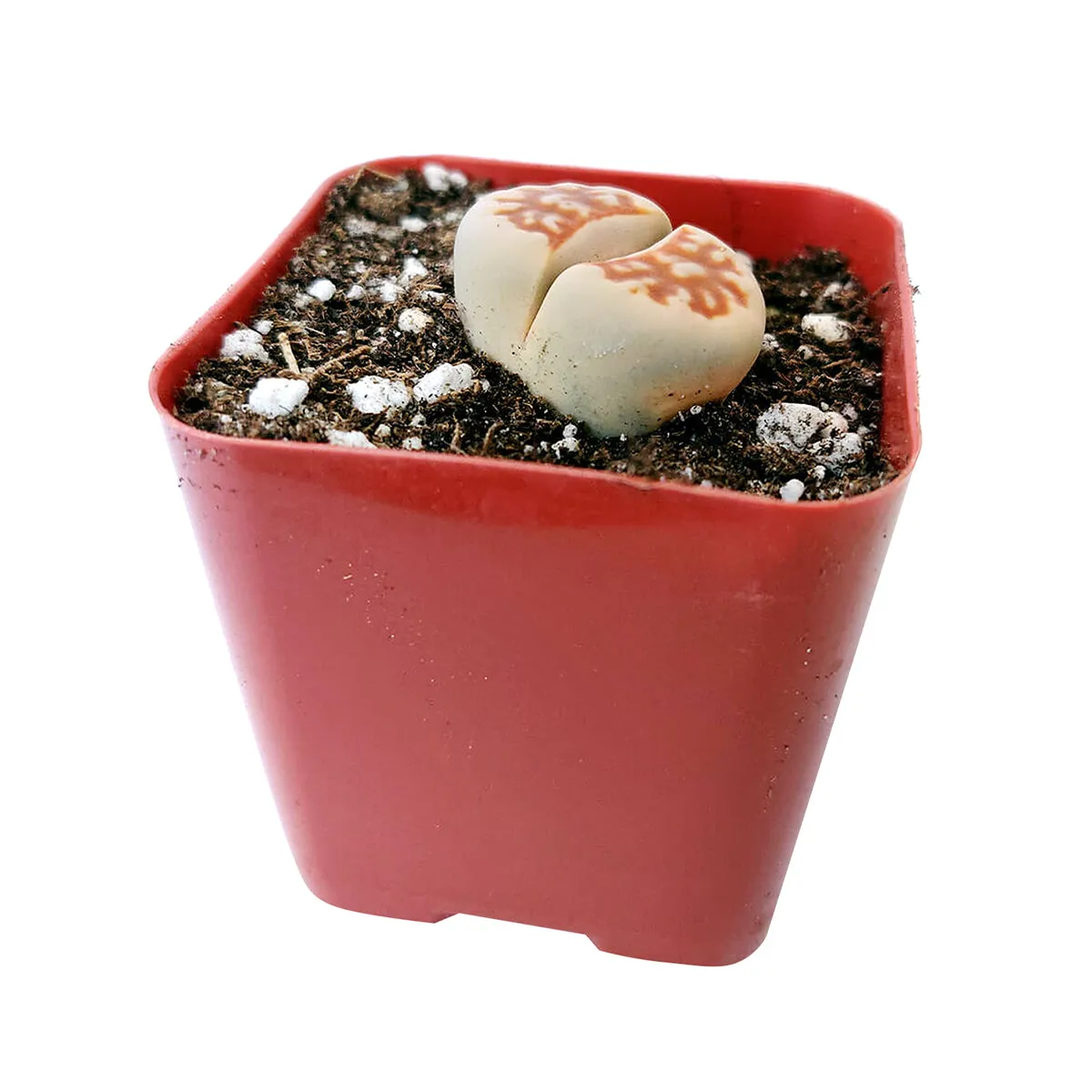 Lithops Living Stones Live Cactus