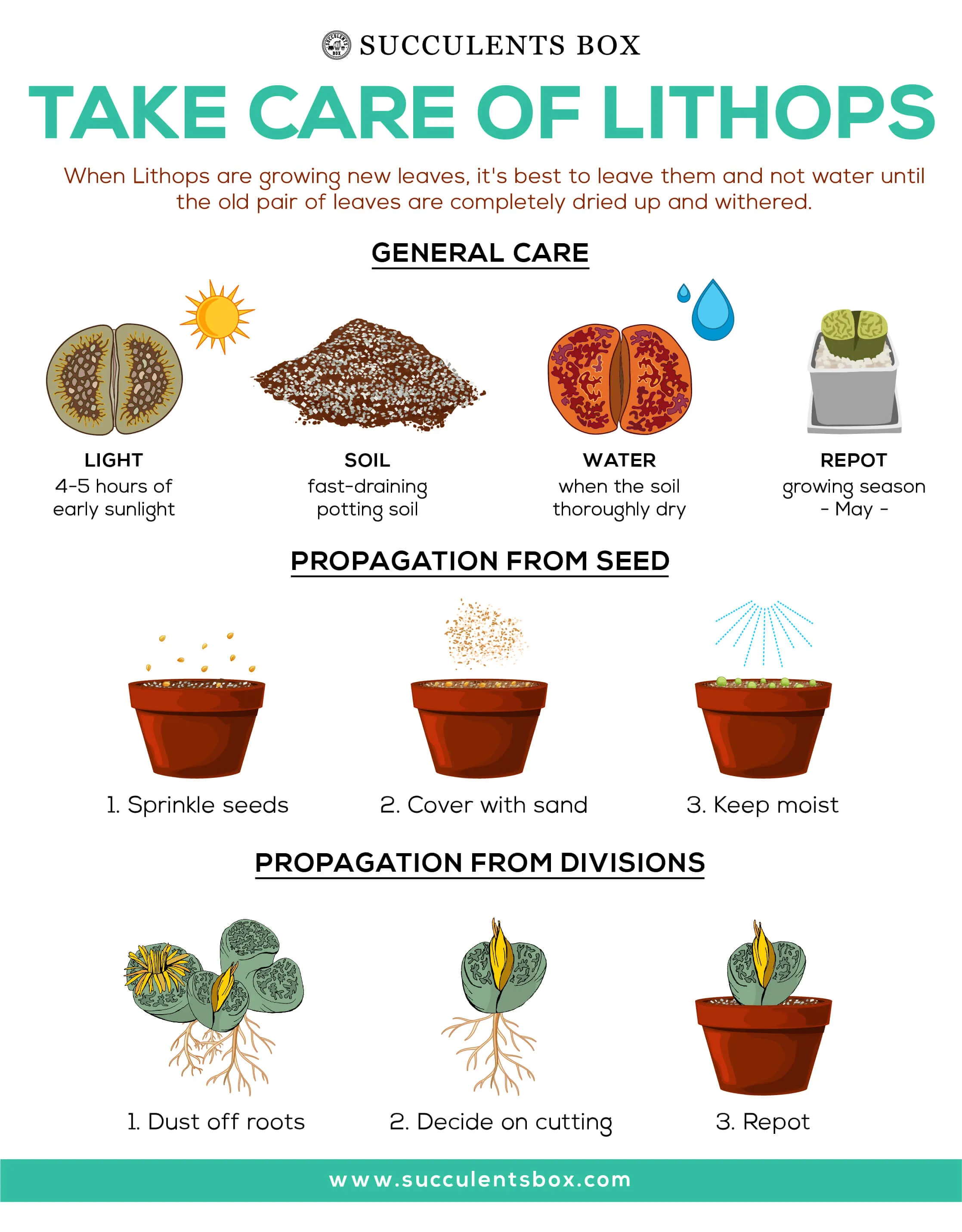 Lithops Living Stones Live Cactus