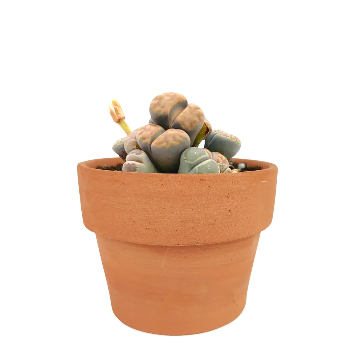 Lithops Living Stones Live Cactus