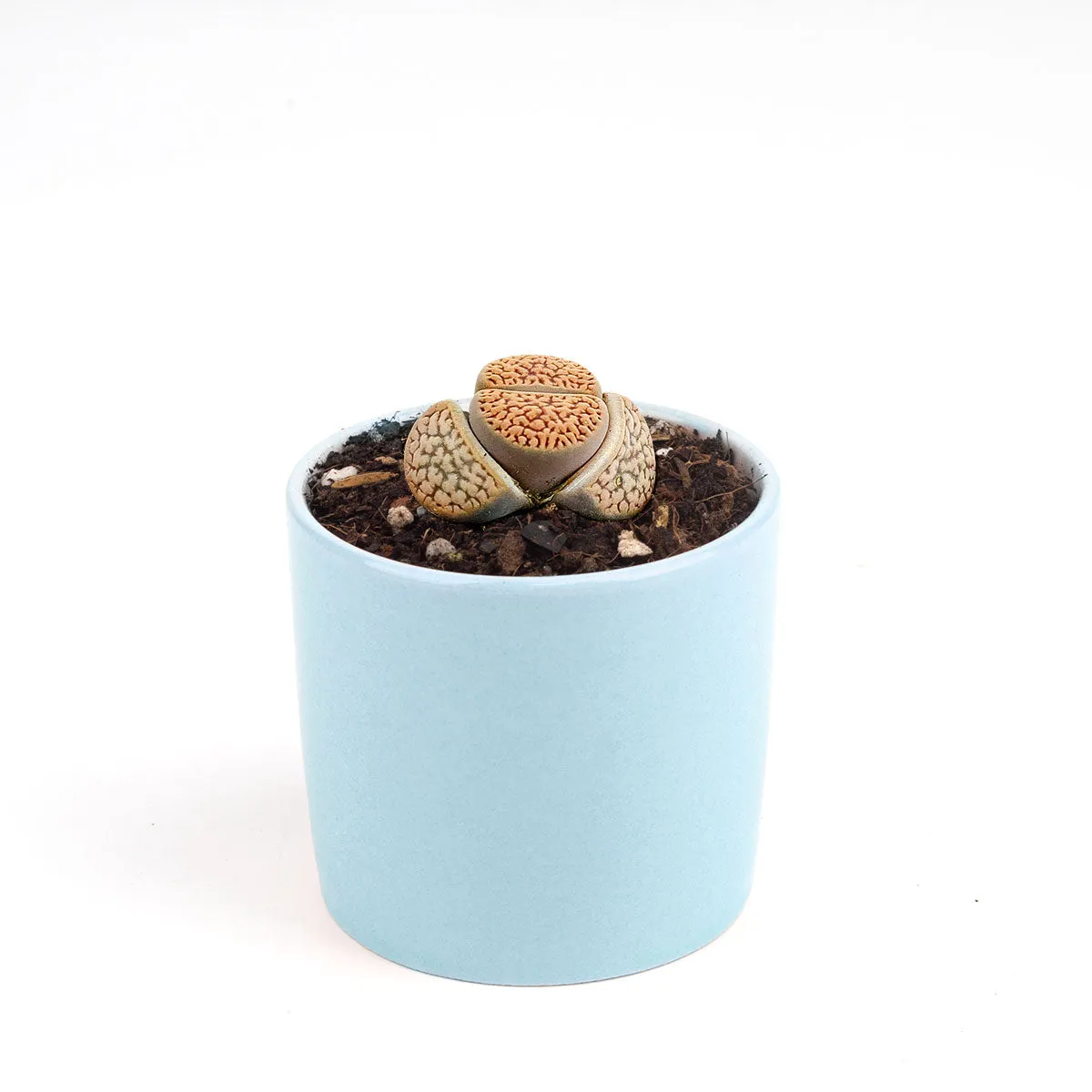 Lithops Living Stones Live Cactus