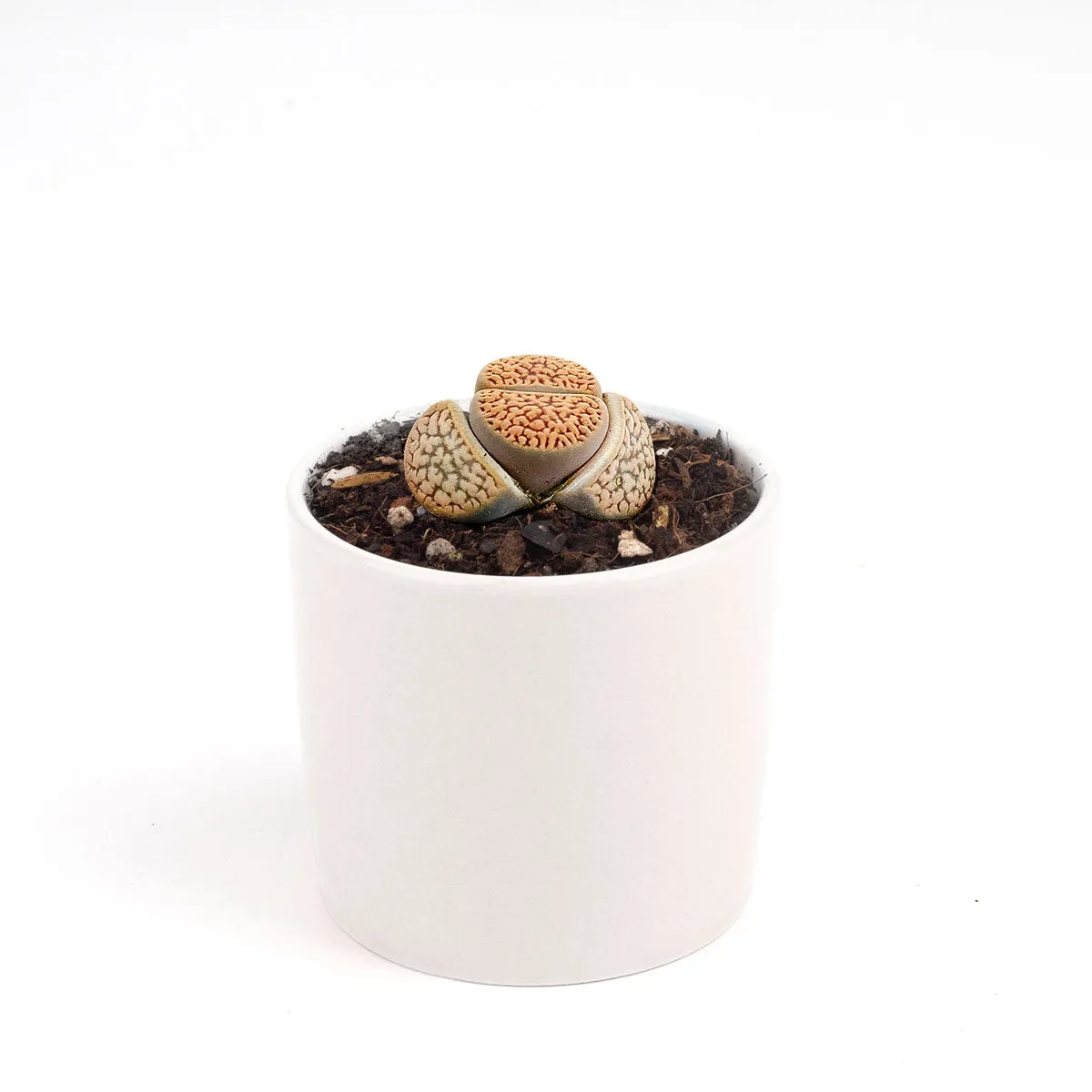 Lithops Living Stones Live Cactus