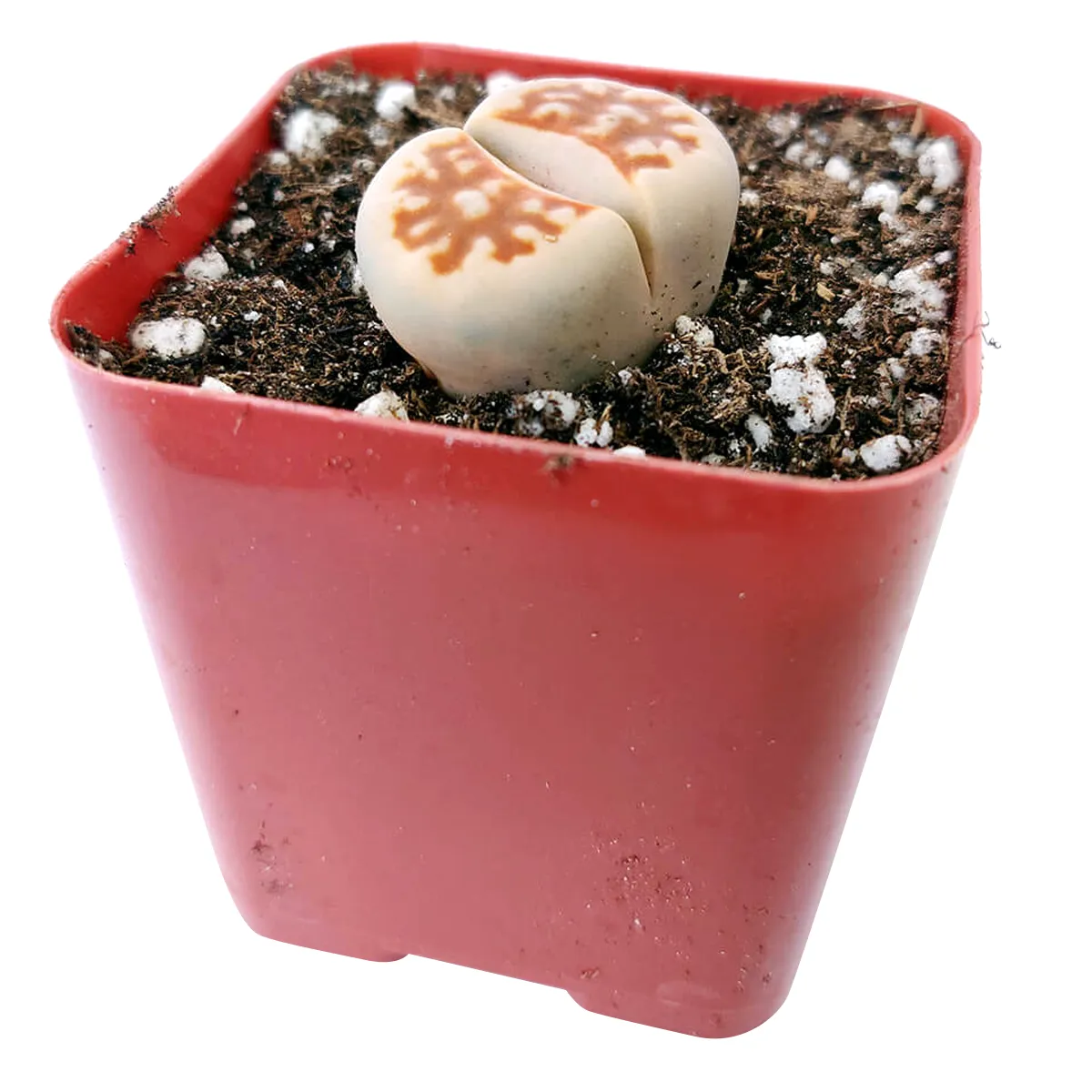 Lithops Living Stones Live Cactus
