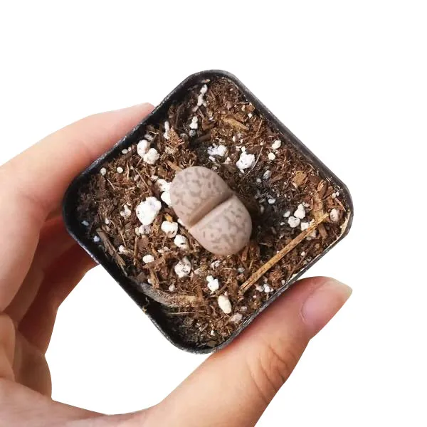 Lithops Living Stones Live Cactus