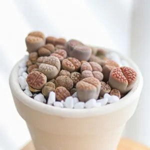 Lithops Living Stones Live Cactus