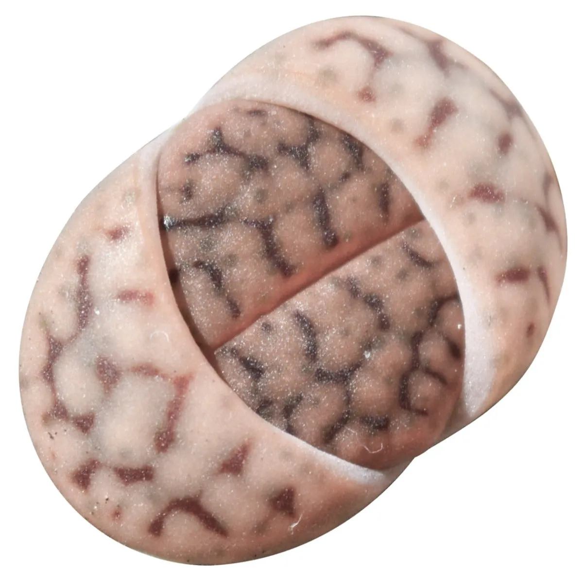 Lithops Living Stones Live Cactus