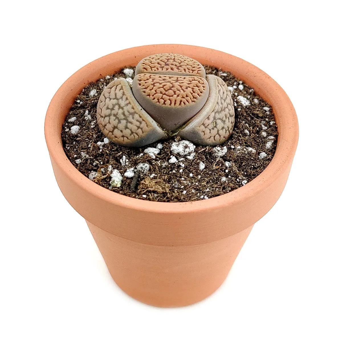 Lithops Living Stones Live Cactus