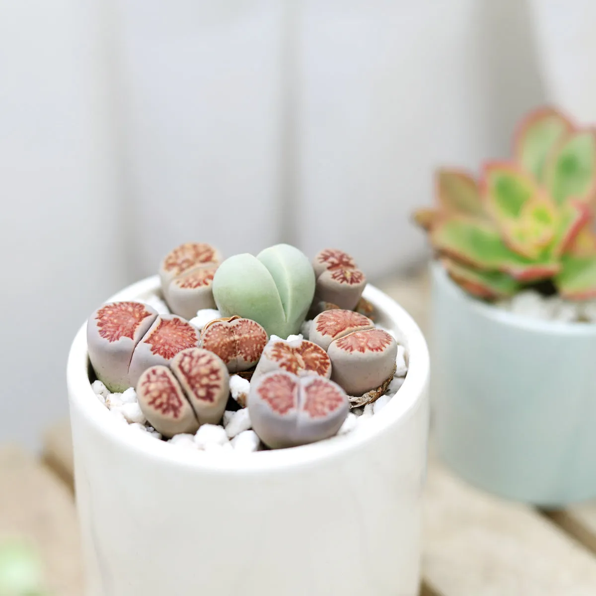 Lithops Living Stones Live Cactus