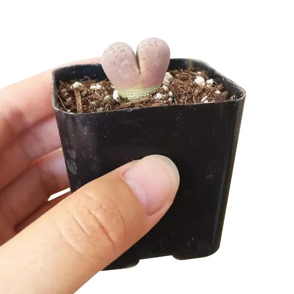 Lithops Living Stones Live Cactus