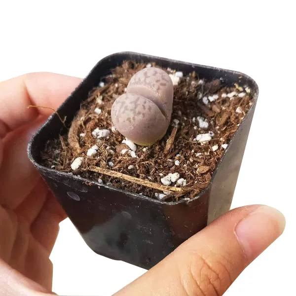 Lithops Living Stones Live Cactus