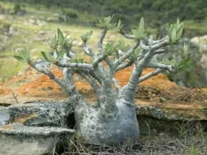 Pachypodium gracilius - Madagascan Palm - Rare African Succulent - 5 Seeds