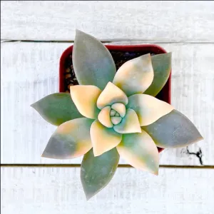 Rare Graptopetalum paraguayense Veriegated Ghost Plant