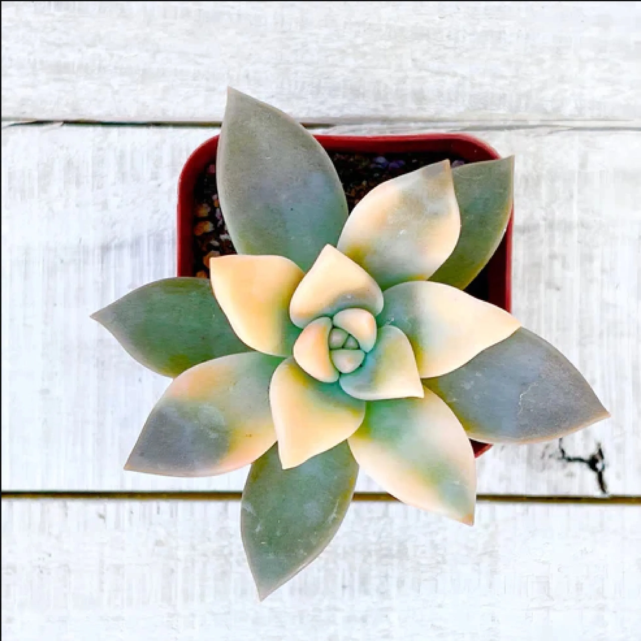 Rare Graptopetalum paraguayense Veriegated Ghost Plant