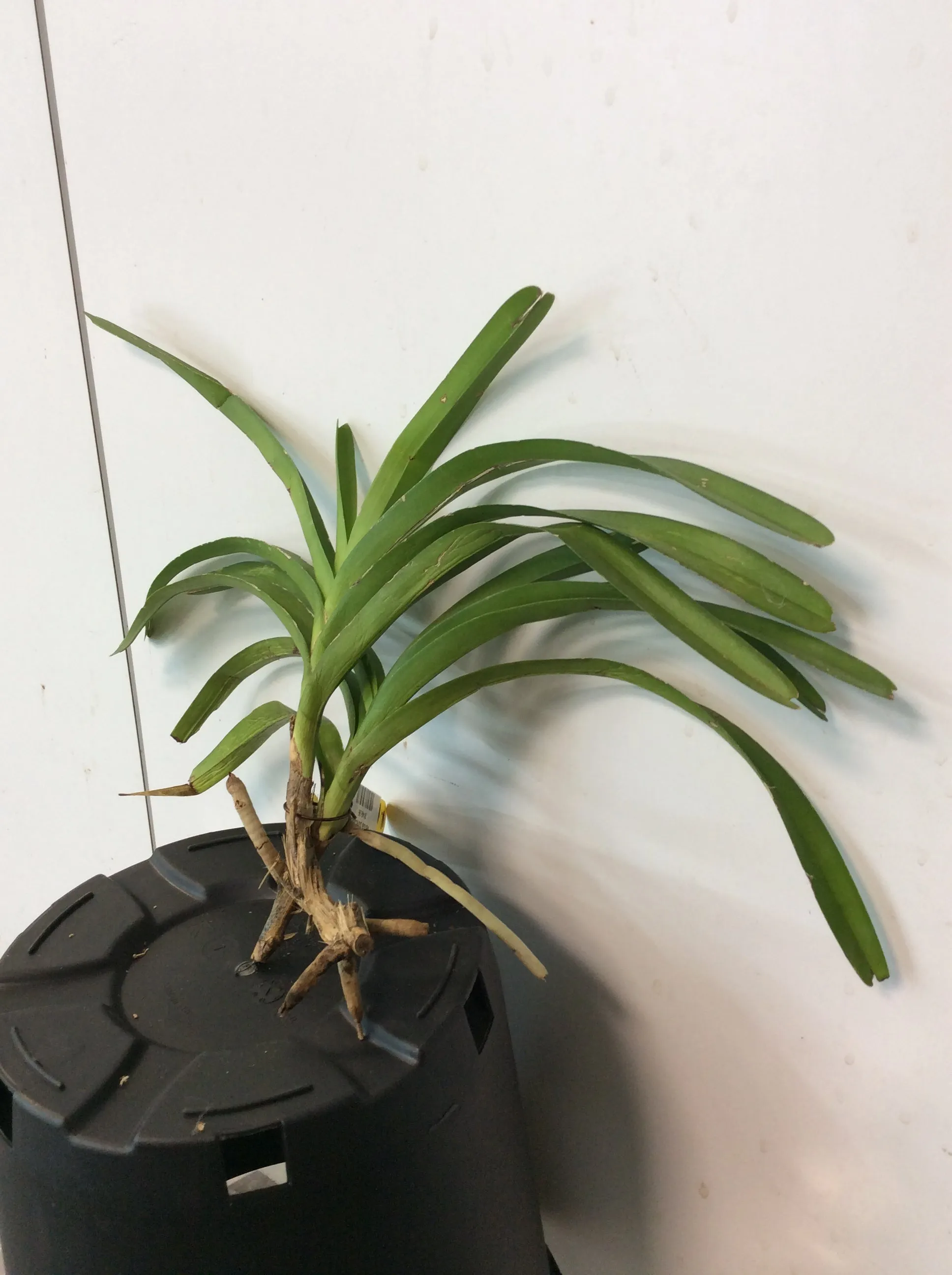 Vanda punctata